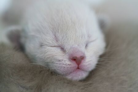 beige burmese kitten one week old close upの写真素材