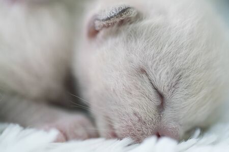 beige burmese kitten one week old close upの写真素材
