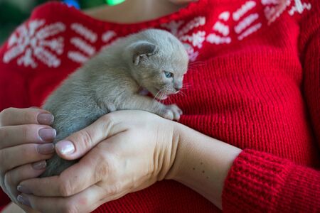 beige burmese kitten on hands on a background of the Christmas treeの写真素材