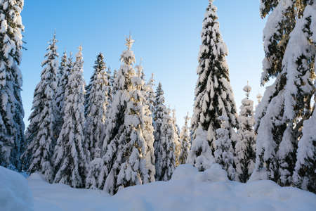 Spruce coniferous forest covered with snow in winterの写真素材