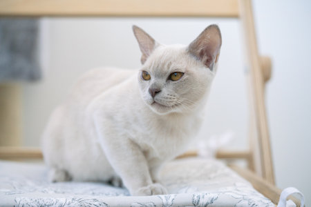 beige burmese kitten sits on a chair at homeの写真素材