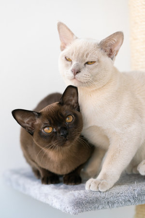 two Burmese kittens, beige and brown, are sitting on a shelfの写真素材