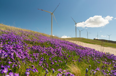 spring violet flowers in the hills on the background of wind generatorsの写真素材