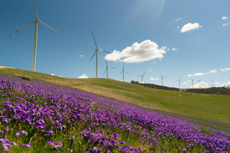 spring violet flowers in the hills on the background of wind generatorsの写真素材