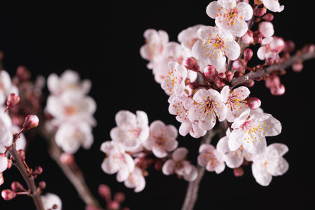 branch of blossoming sakura on black backgroundの写真素材