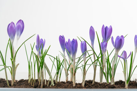 Crocus flowers on stem with leaves isolated on white background, spring seasonの写真素材