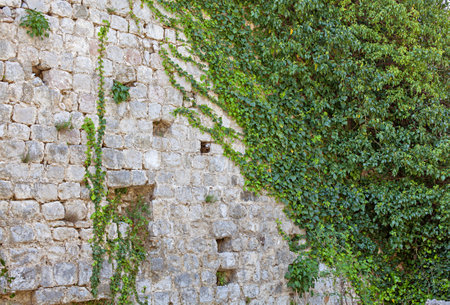 Background of stone wall and ivy textureの写真素材