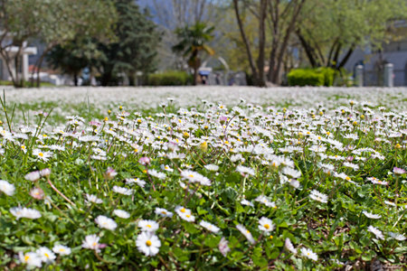 camomile meadow backgroundの写真素材