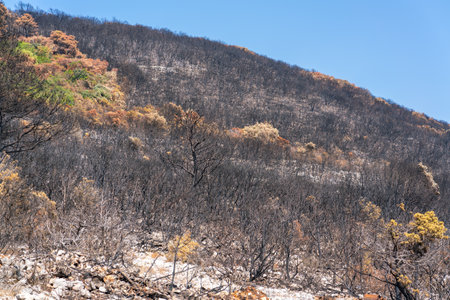 Scorched earth and blackened tree trunks caused by a large bush fireの写真素材