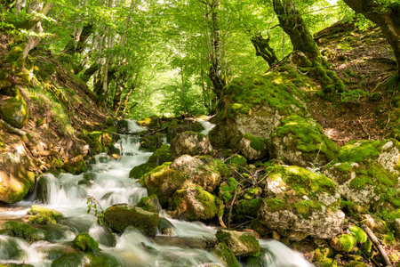mountain stream on a sunny summer day under the canopy of green treesの写真素材