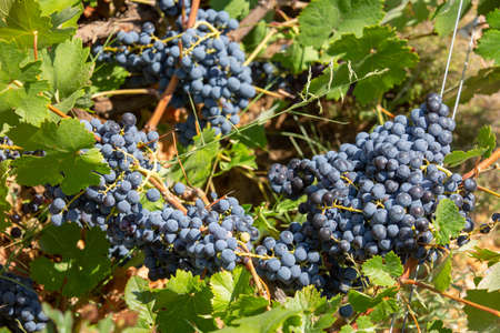 Bunches of red wine grapes hanging on the wine in late afternoon sun Close-up Grape harvesting