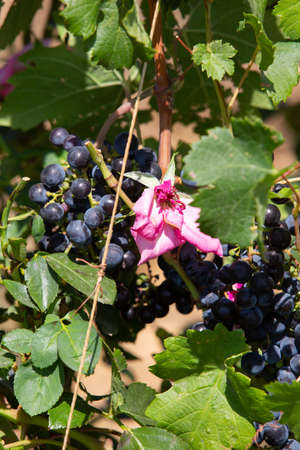 Bunches of wine grape next to the flowers of roses Bunch of grapes on a vine in the sunshine Close-upの写真素材