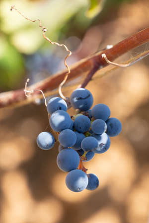 bunch of grapes close upの写真素材