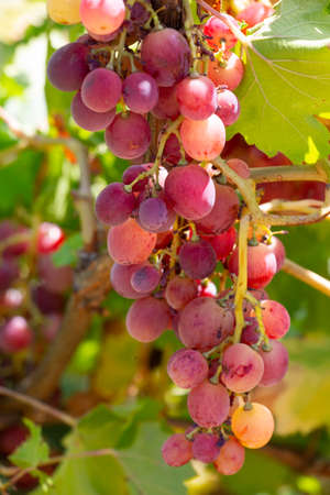 A front selective focus picture of grape fruit in organic agriculture farm Close-up Grape harvestingの写真素材