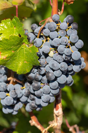 Ripe grapes hanging on the grape trees.