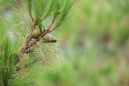 Pine tree with morning dew on the twig, abstract natural backgrounds Pine cones Limited depth of...
