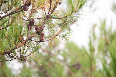 Pine tree with morning dew on the twig, abstract natural backgrounds Pine cones Limited depth of...