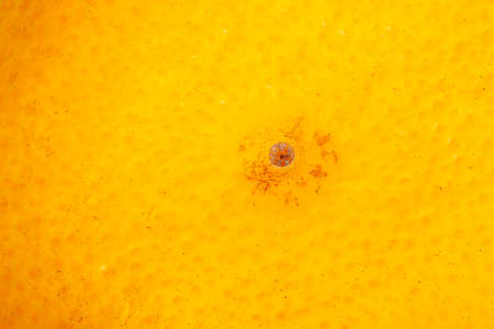 Close up of grapefruit or orange texture. close-up Limited depth of fieldの写真素材