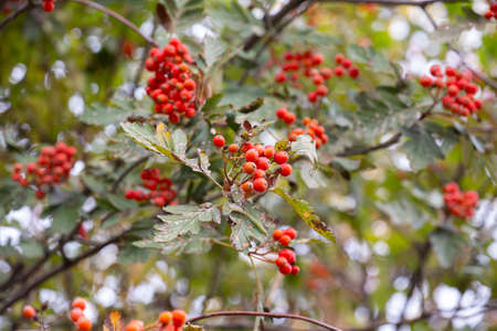 Autumn branches of hawthorn with red fruits.