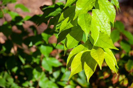 Autumn green leaves on blurred nature background. Shallow focus. Fall bokeh. Close-up