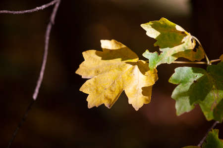 Yellow maple leaves, autumnal natural background, selective focus Fall bokeh. Close-up