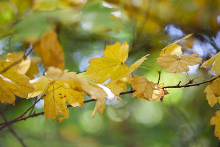Yellow maple leaves, autumnal natural background, selective focus Fall bokeh. Close-up