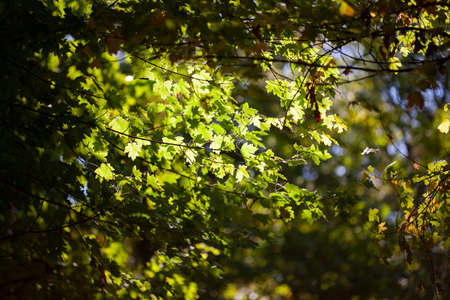 Yellow maple leaves, autumnal natural background, selective focus Fall bokeh. Close-up