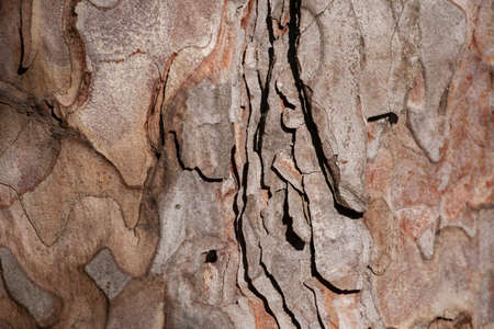 bark of pine tree trunk texture background Close-up