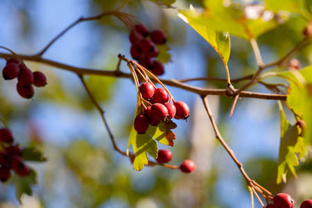 Hawthorn with fruits and leaves against the blue sky. Close-up