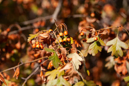 Ripe hawthorn in autumn Limited depth of field Close-up
