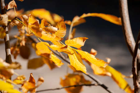 autumn background Limited depth of field Close-up