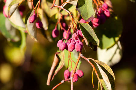 Ripe hawthorn in autumn Limited depth of field Close-upの写真素材