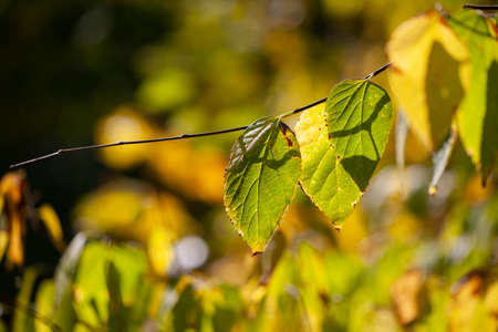 Yellow maple leaves, autumnal natural background, selective focus Fall bokeh. Close-up