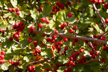 branches with hawthorn berries in the garden. background with branches and hawthorn berries.Close-up