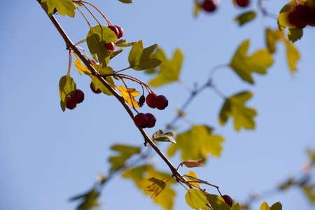 Hawthorn with fruits and leaves against the blue sky. Close-upの写真素材