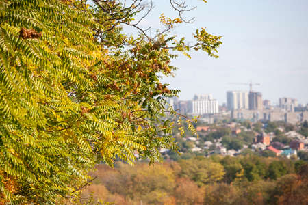 Hawthorn berries on a branch on autumn natural background with shallow depth of field. Close-upの写真素材