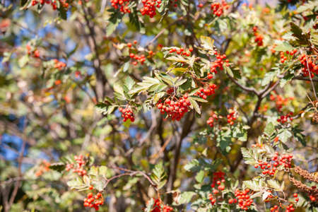 Hawthorn with fruits and leaves against the blue sky. Close-up