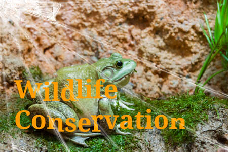 The text Wildlife conservation on the broken glass. The background is slightly blurred. Wildlife Conservation Concept Backgroundの写真素材