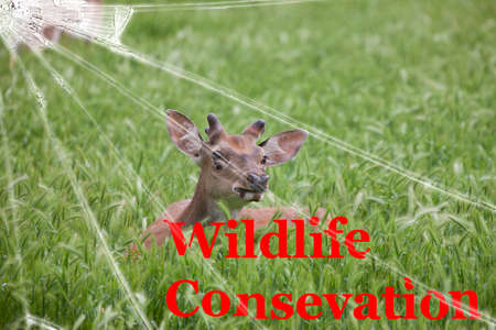 The text Wildlife conservation on the broken glass. The background is slightly blurred. Wildlife Conservation Concept Backgroundの写真素材
