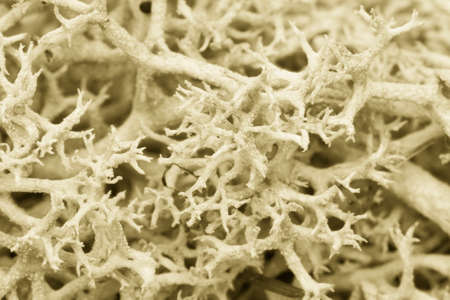 Moss green grunge texture. Mossy background. Green moss on grunge texture Toned image Close-upの写真素材