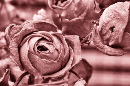 Roses dried flowers Interior decoration Limited depth of field Tinted black and white image Close-upの写真素材