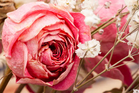 Roses dried flowers Interior decoration Limited depth of field Close-upの写真素材