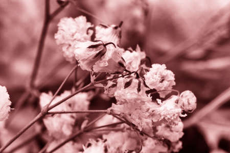 Roses dried flowers Interior decoration Limited depth of field Tinted black and white image Close-upの写真素材