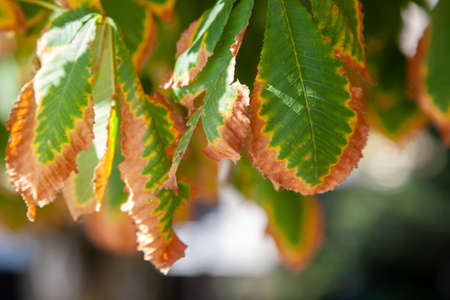 Leaves on a background of a blurred sunny forest, abstract natural backgrounds Limited depth of field. There is space for text Close-upの写真素材