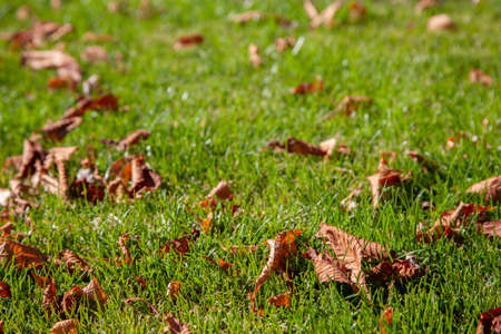 Leaves on a background of a blurred sunny forest, abstract natural backgrounds Limited depth of...