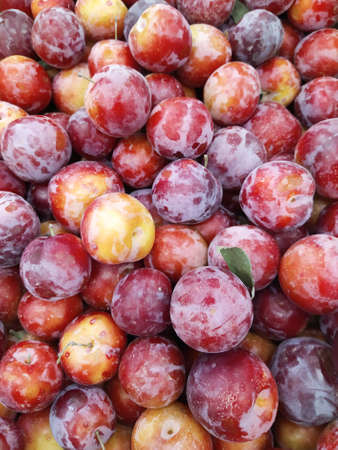 Macro Photo food fruit plums. Texture background of fresh blue plums. Image fruit product blue plums. Limited depth of field. Close-up.の写真素材