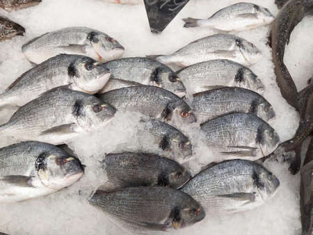 Many Fresh Raw Dorada Fish On White Ice Background. Healthy Food Concept, Top View, Close-up.の写真素材