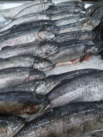 Fresh Trout fish on ice crush shelf. Close-up.