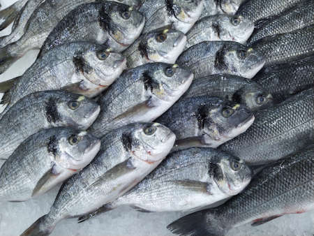 Raw fresh gilt-head bream fish on mediterranean market counter. Many fish Dorado. Close-up raw fresh sea bream fish on ice in market store. Dorado fish background. Health food conceptの写真素材