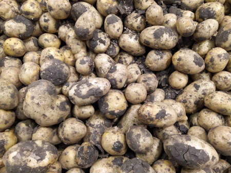 Raw potatoes, food background. Fresh potatoes Raw Organic Golden Potatoes in grocery store Close-up